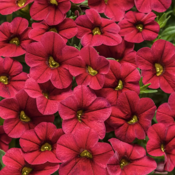 Calibrachoa hybrida 'Unique Dark Red'