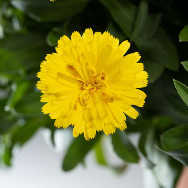 Calendula hybrida 'Cheers Yellow'
