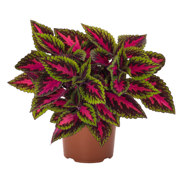Coleus scutellarioides 'Main Street Ruby Road'