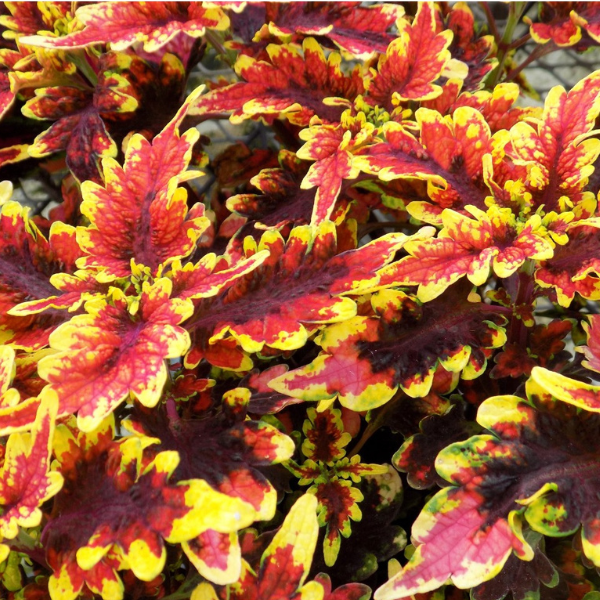 Coleus scutellarioides 'Stained Glassworks Golden Gate'