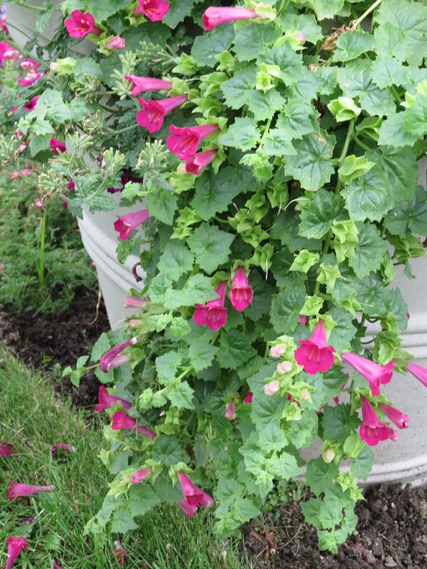 Lophospermum hybrida 'Lofos Compact Rose'