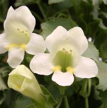 Lophospermum hybrida 'Lofos White'