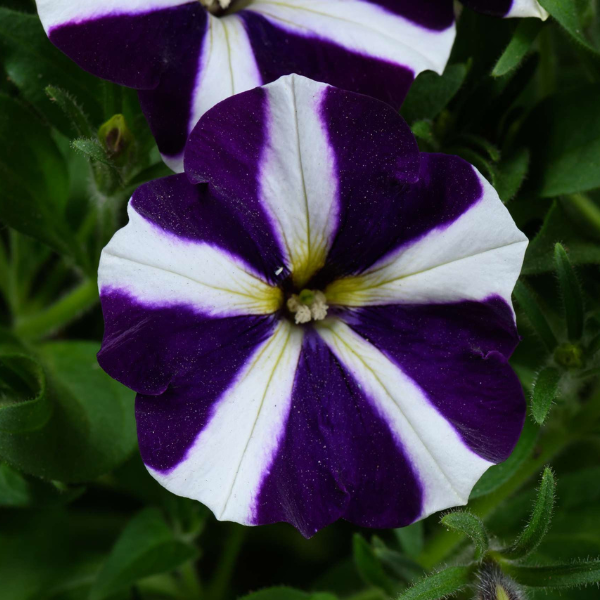 Petunia hybrida 'Amore Purple'