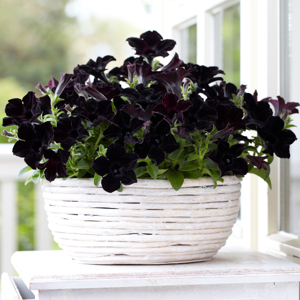 Petunia hybrida 'Crazytunia Black Mamba'