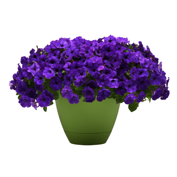 Petunia hybrida 'Main Stage Violet'