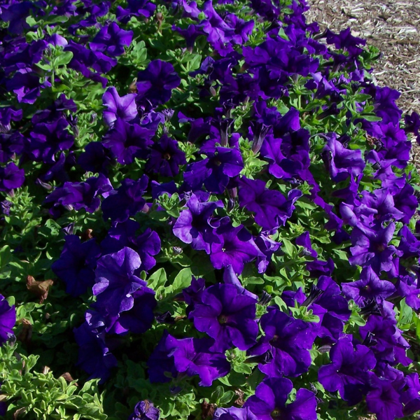 Petunia hybrida 'Surfinia Giant Blue'