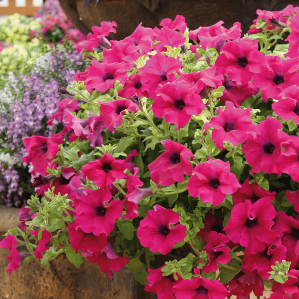 Petunia hybrida 'Surfinia Giant Purple'