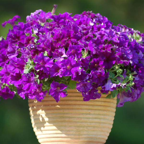 Petunia hybrida 'Surfinia Purple Majesty'