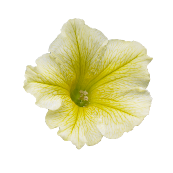 Petunia hybrida 'Surfinia Yellow'