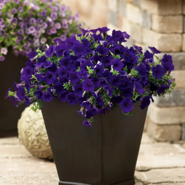 Petunia hybrida 'Veranda Dark Blue'
