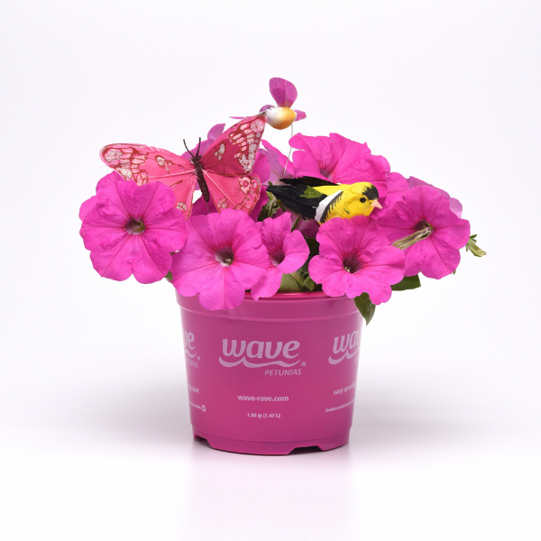 Petunia hybrida 'Easy Wave Neon Rose'