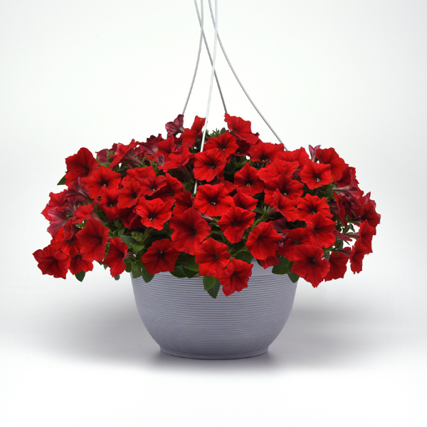 Petunia hybrida 'Easy Wave Red Imp'