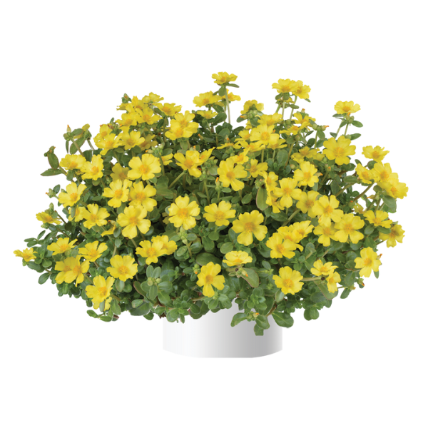Portulaca oleracea 'Pazzaz Nano Yellow'