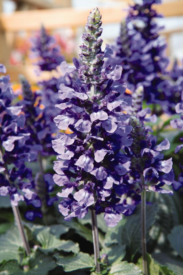 Salvia farinacea 'Mystic Spires Blue Imp'