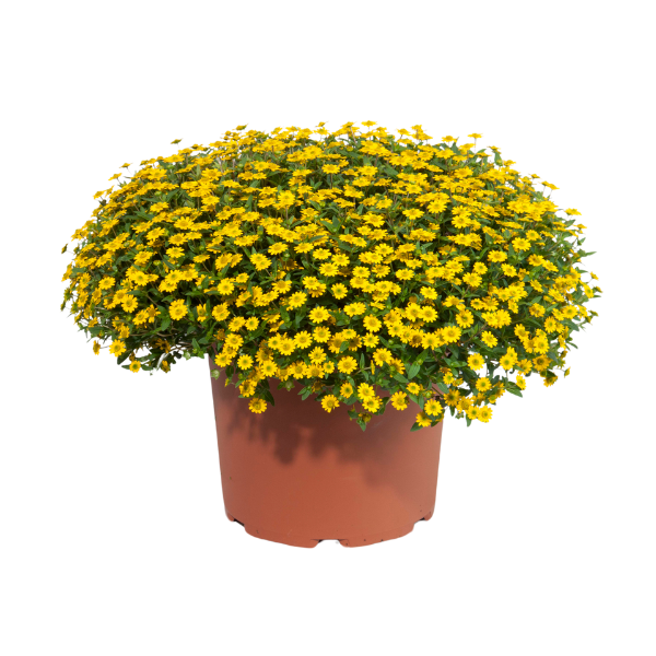 Sanvitalia procumbens 'Tsavo Compact Yellow'