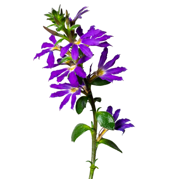 Scaevola aemula 'Surdiva Blue Violet'