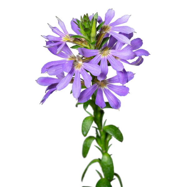 Scaevola aemula 'Surdiva Sky Blue'
