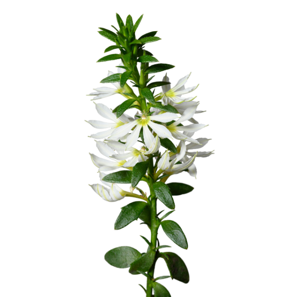 Scaevola aemula 'Surdiva White Imp'