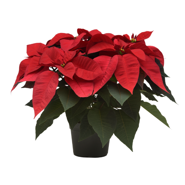Poinsettia euphorbia pulcherrima 'Christmas Cheer Red'