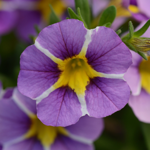Calibrachoa hybrida 'Minifamous Uno Violet Star'