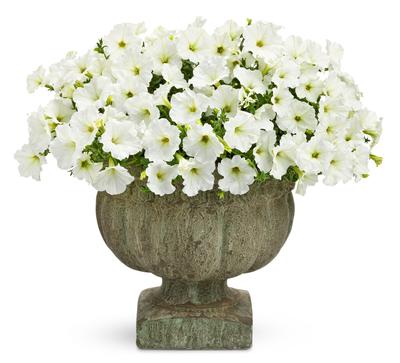 Petunia hybrida 'Supertunia White'