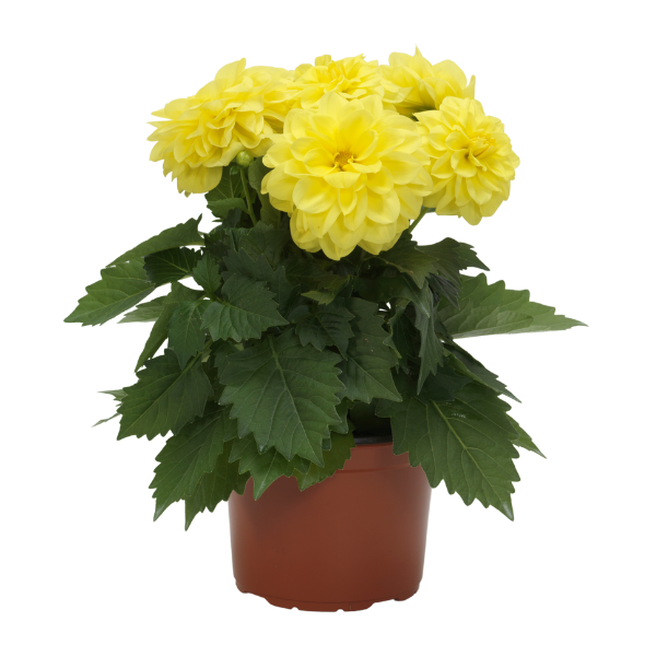 Dahlia pinnata 'Dahlietta Julia'