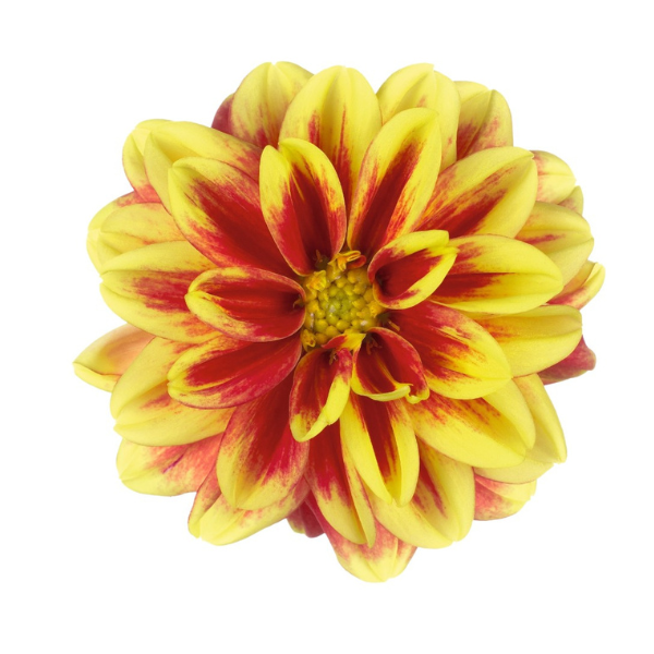 Dahlia hybrida 'Dahlinova California'