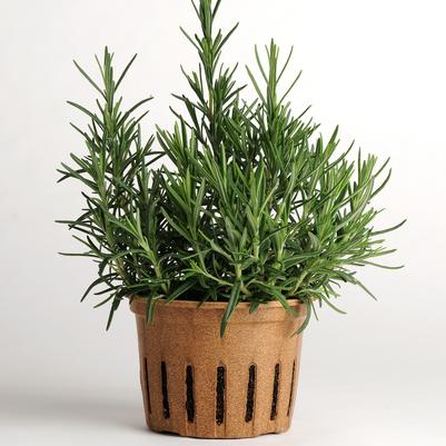 Herb rosmarinus officinalis 'Rosemary Common'