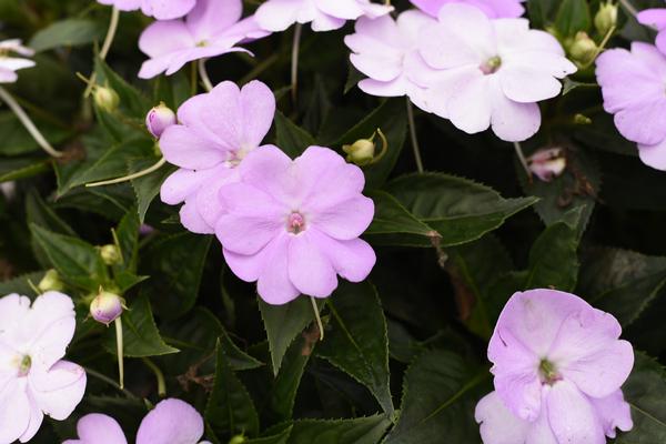 SunPatiens hybrida 'Vigorous Orchid'
