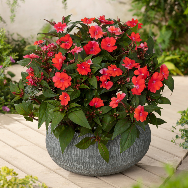 SunPatiens hybrida 'Vigorous Red'