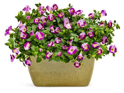 Torenia hybrida 'Catalina Pink'