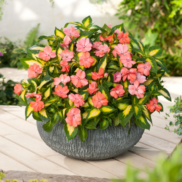 SunPatiens hybrida 'Vigorous Tropical Salmon'