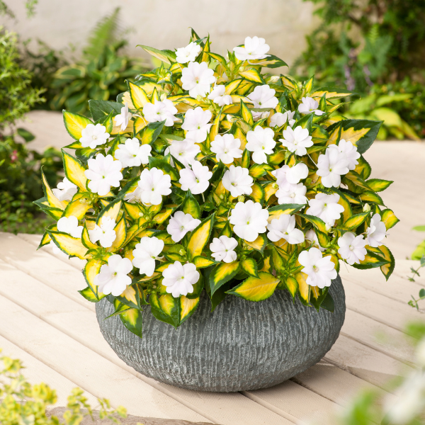 SunPatiens hybrida 'Vigorous Tropical White'