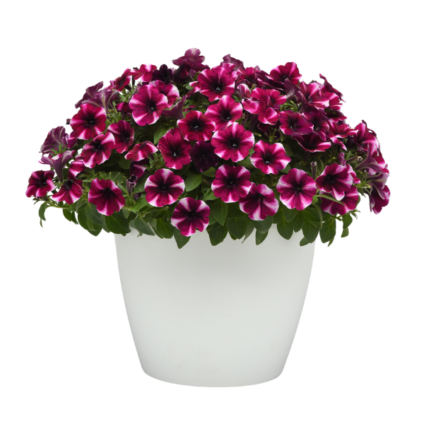 Petunia hybrida 'Starlet Magenta Star'