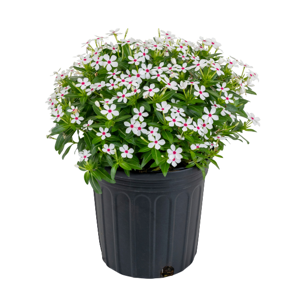 Vinca catharanthus roseus 'Soiree Kawaii White Peppermint'