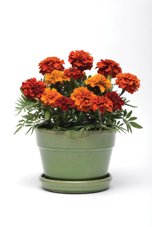 Marigold tagetes patula 'Fireball'
