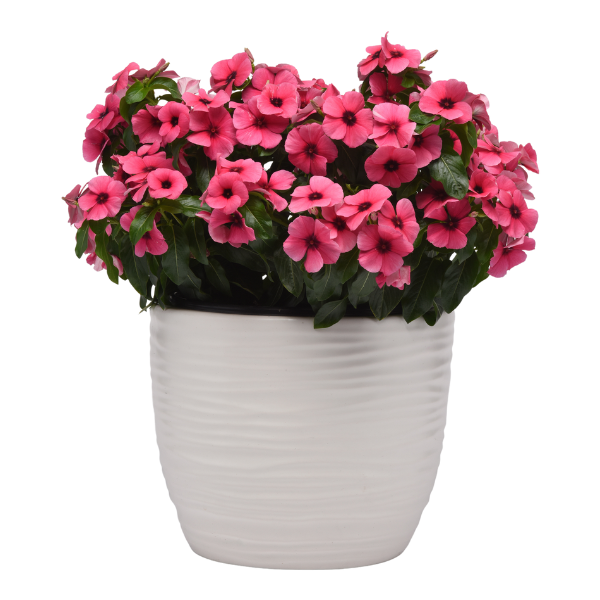 Vinca catharanthus roseus 'Tattoo Raspberry'