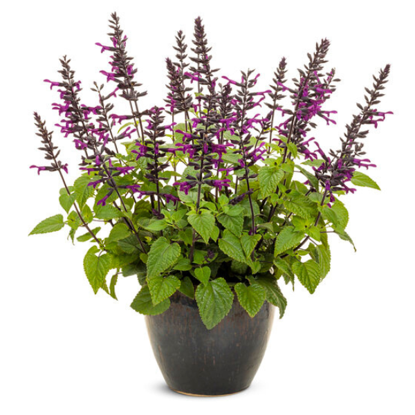 Salvia hybrida 'Rockin Deep Purple'