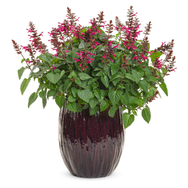 Salvia hybrida 'Rockin Fuchsia'