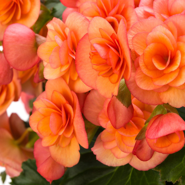 Begonia hiemalis 'Esmay Peach'