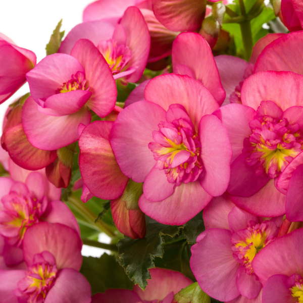 Begonia hiemalis 'Macarose'