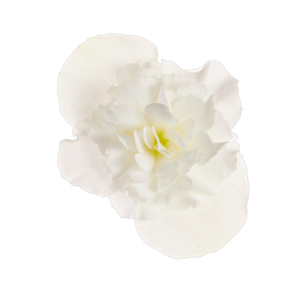 Begonia hiemalis 'Move2 Joy White'