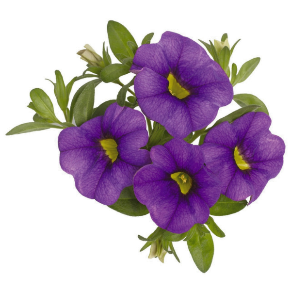 Calibrachoa Hybrida 'Aloha Purple'