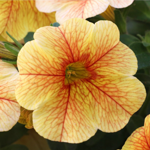 Calibrachoa Hybrida 'Aloha Kona Honeycomb'