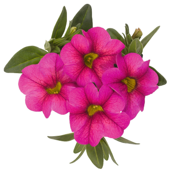 Calibrachoa Hybrida 'Aloha Kona Hot Pink'