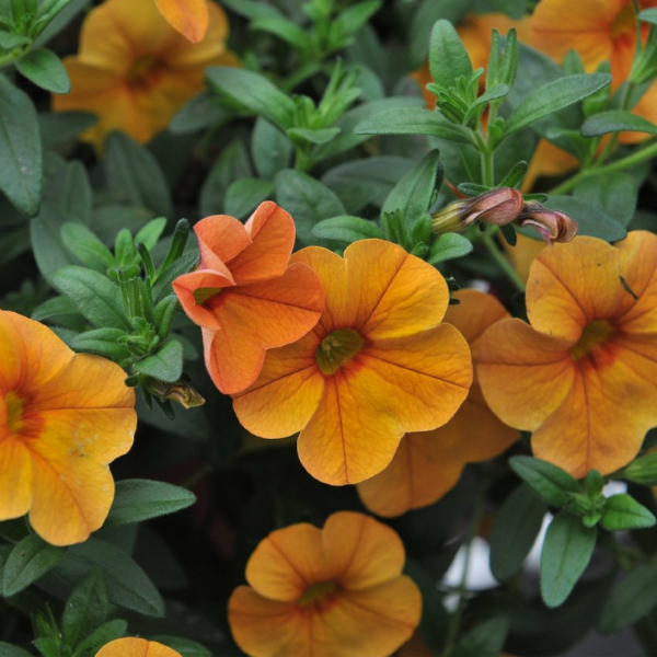 Calibrachoa Hybrida 'Aloha Kona Mango'