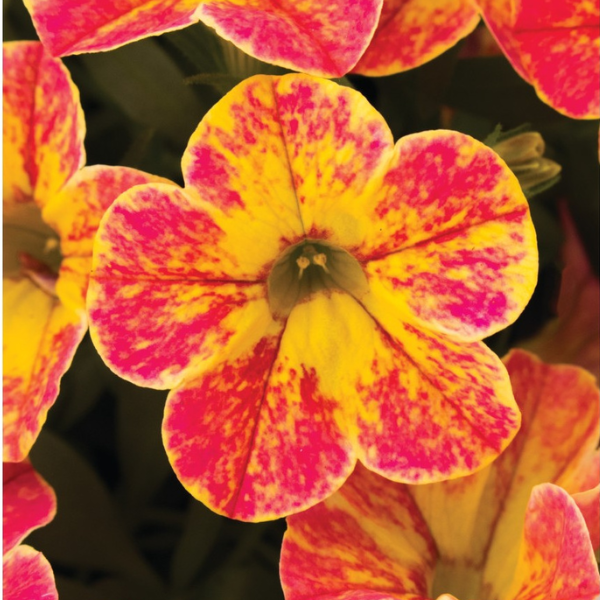 Calibrachoa Hybrida 'Aloha Nani Tropicana'