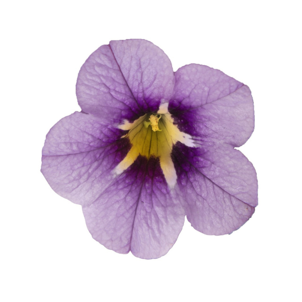 Calibrachoa Hybrida 'Aloha Tiki Blue'