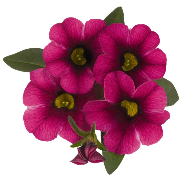 Calibrachoa Hybrida 'Aloha Tiki Neon'