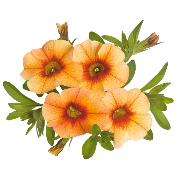 Calibrachoa Hybrida 'Aloha Tiki Orange'
